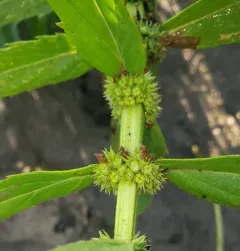 Rough Bugleweed thumbnail 4