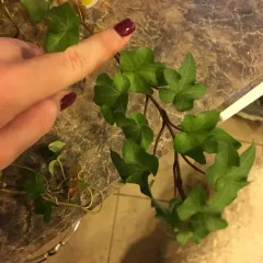 common ivy thumbnail 3