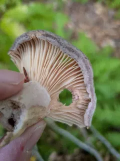 Lactarius pseudoflexuosus thumbnail 2