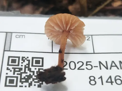 Laccaria alba