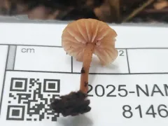 Laccaria alba thumbnail 1