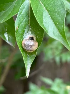 Yeargan's Bolas Spider thumbnail 2