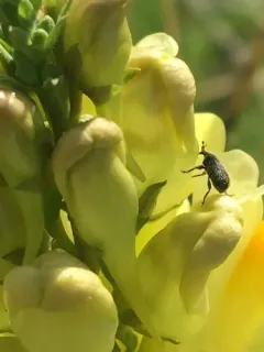 Toadflax Seed Weevil thumbnail 4