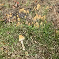 Coprinellus truncorum thumbnail 2