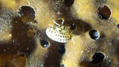 Stegocephalus inflatus thumbnail 2