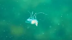 Aeginopsis laurentii thumbnail 3