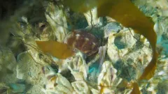 Buccinum finmarkianum thumbnail 2