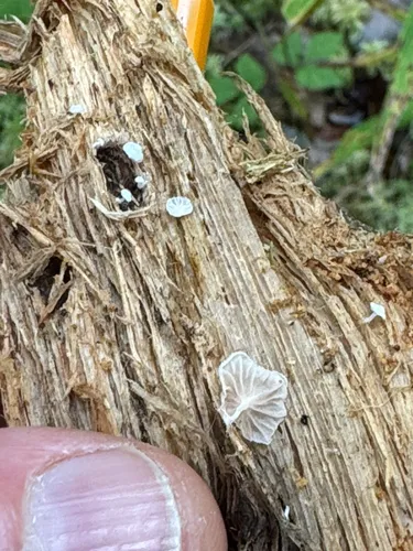 Entoloma pleurotoides