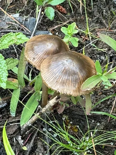 Entoloma pseudoconferendum