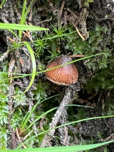 Inocybe sphagnophila