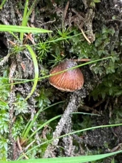 Inocybe sphagnophila thumbnail 1