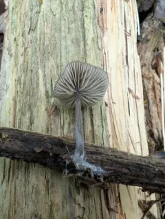 Entoloma ortonii thumbnail 2