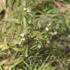 False Daisy thumbnail 1