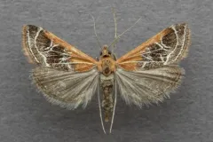 Fulvous-edged Pyrausta thumbnail 2
