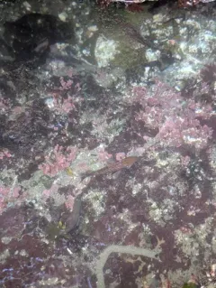 Blue Rockfish thumbnail 1