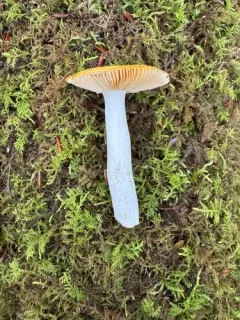 Golden Brittlegill thumbnail 2