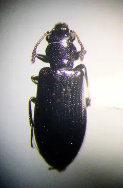 Greenish Narrow-waisted Bark Beetle thumbnail 2