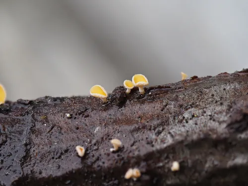 Lachnellula hyalina