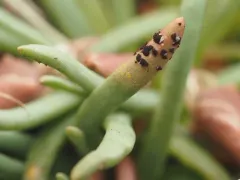 Uromyces unitus thumbnail 3
