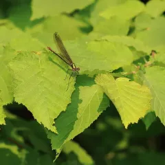 Superb Jewelwing thumbnail 2