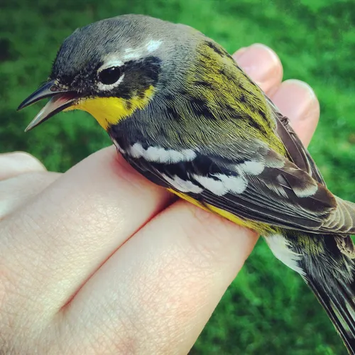 Magnolia Warbler