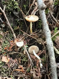 Inocybe sambucella thumbnail 3