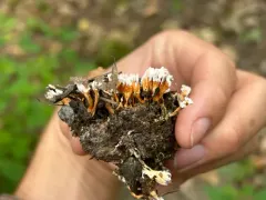 Samsoniella hepiali thumbnail 1