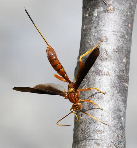 Labena grallator