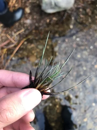 prototype quillwort