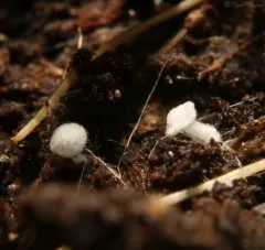 Entoloma pleurotoides thumbnail 2