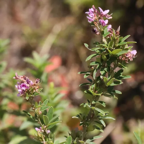 slender bush clover