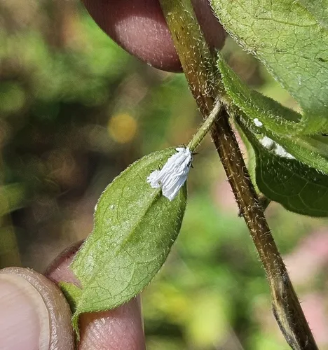 Orthezia solidaginis