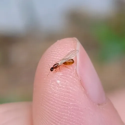 Common American Thief Ant