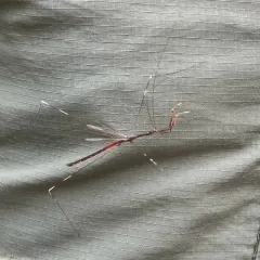 Emesaya brevipennis thumbnail 4