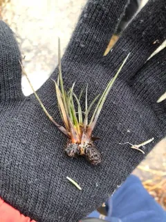 prototype quillwort thumbnail 3