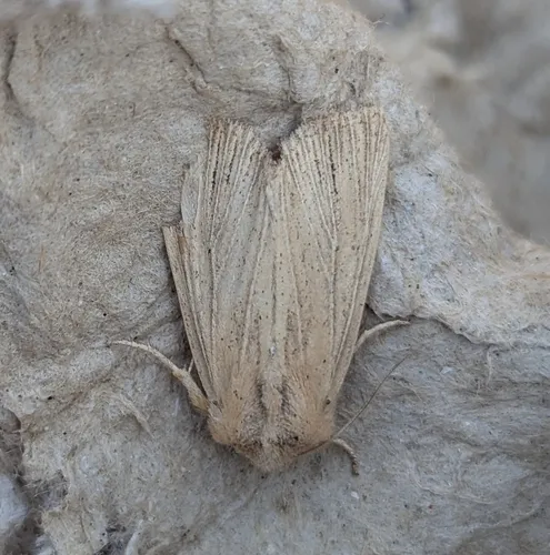 Benjaminiola colorada