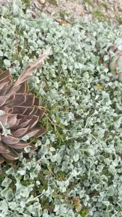 silver ponysfoot thumbnail 2