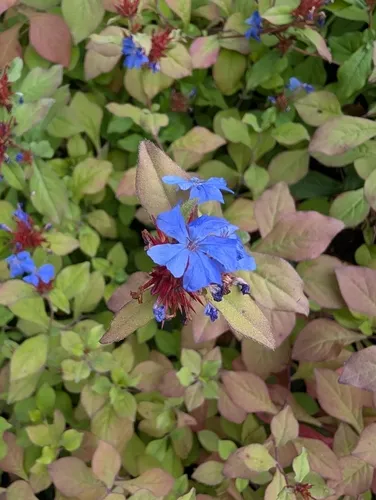 blue leadwort