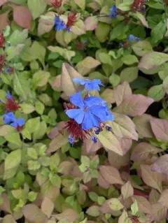 blue leadwort thumbnail 1