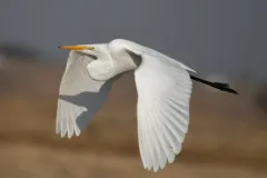 Great Egret thumbnail 5