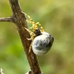 Cornfield Bolas Spider thumbnail 1