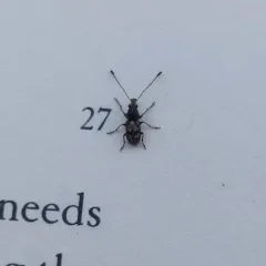Allandrus bifasciatus thumbnail 2