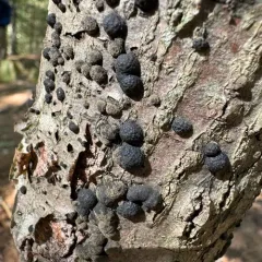 Annulohypoxylon annulatum thumbnail 4