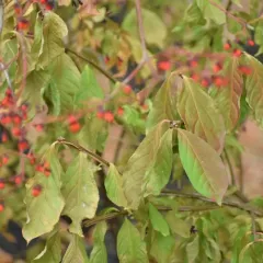 winged euonymus thumbnail 3