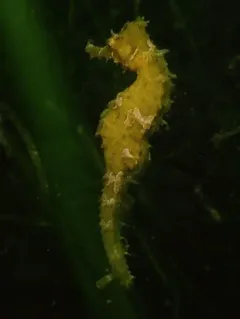 Northern Seahorse thumbnail 1