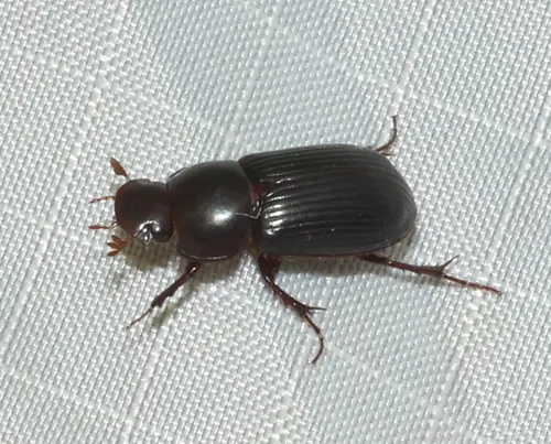 Night-flying Dung Beetle