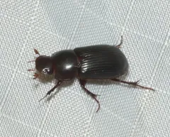 Night-flying Dung Beetle thumbnail 1
