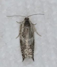 Ancylis subaequana thumbnail 4