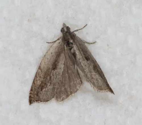 Ancylis diminuatana