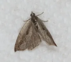 Ancylis diminuatana thumbnail 1
